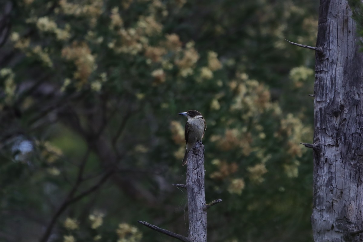 ハイイロモズガラス - ML644519481