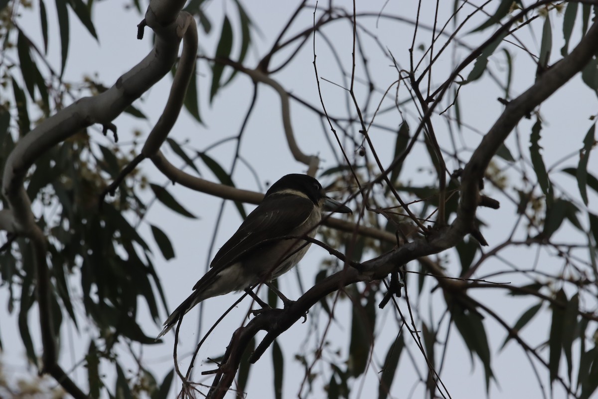 ハイイロモズガラス - ML644519482