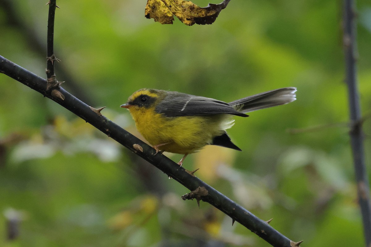 Yellow-bellied Fairy-Fantail - ML644519489
