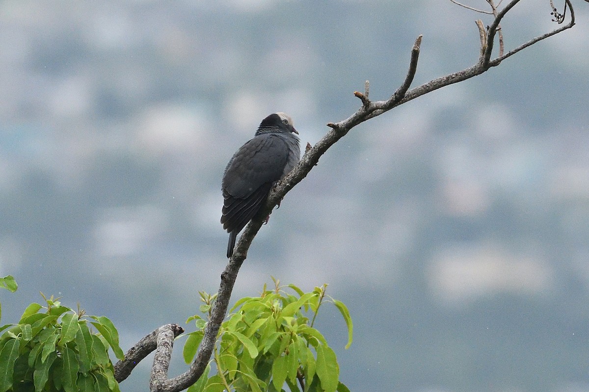White-crowned Pigeon - ML644519491