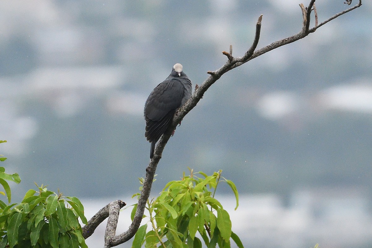 White-crowned Pigeon - ML644519494