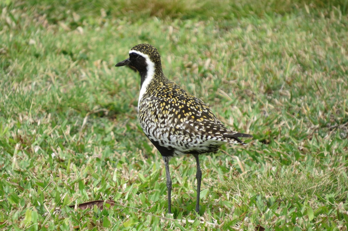 Pluvier fauve - ML644519495