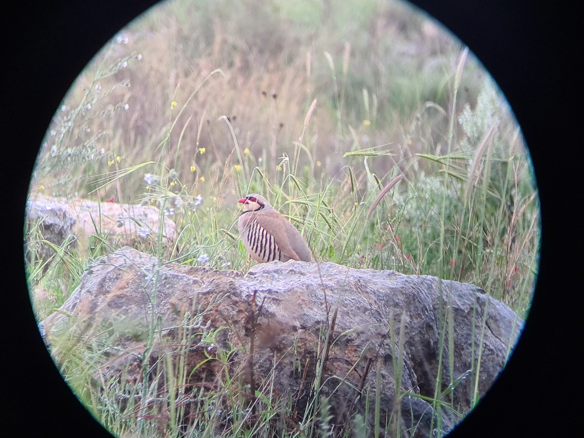 イワシャコ - ML644519496