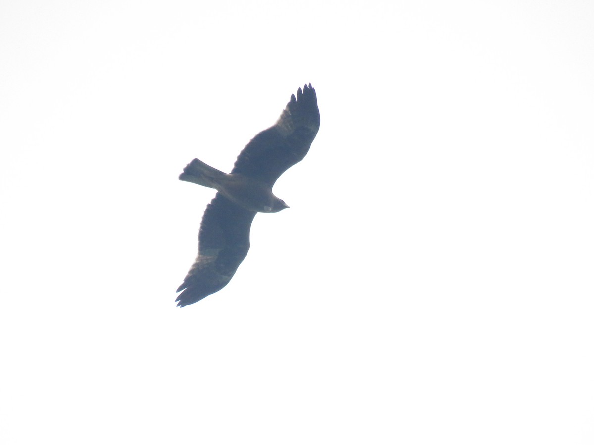 Booted Eagle - ML644519506