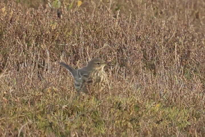 Bisbita Costero - ML644519524