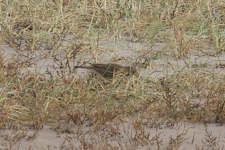 Bisbita Costero - ML644519525