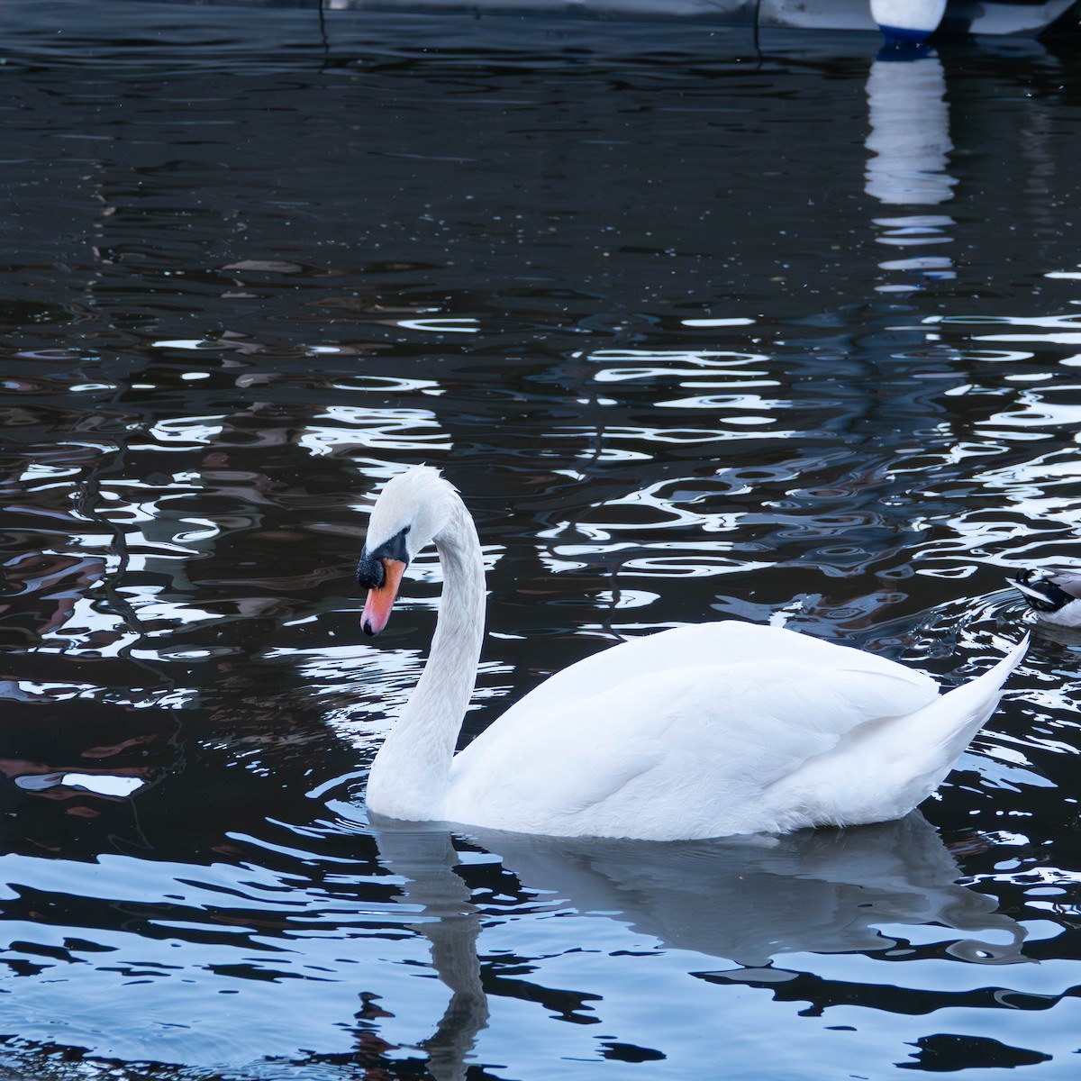 Mute Swan - ML644519526