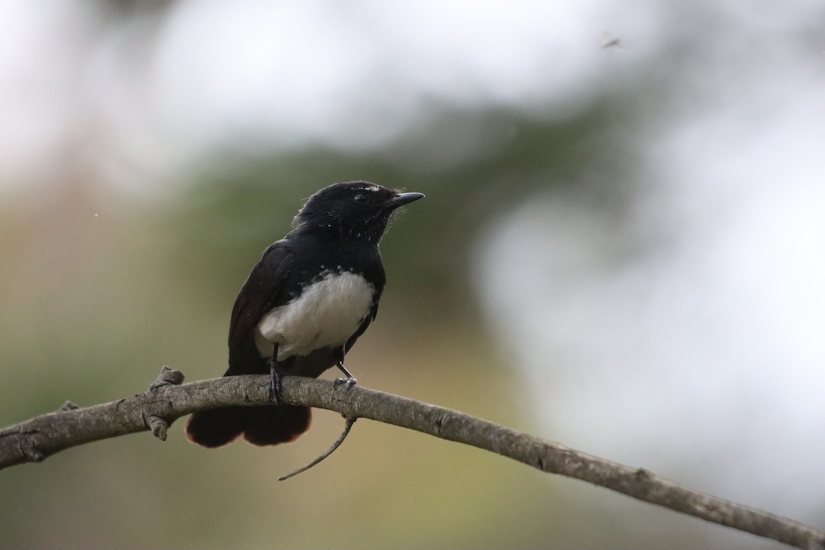 Willie-wagtail - ML644519530