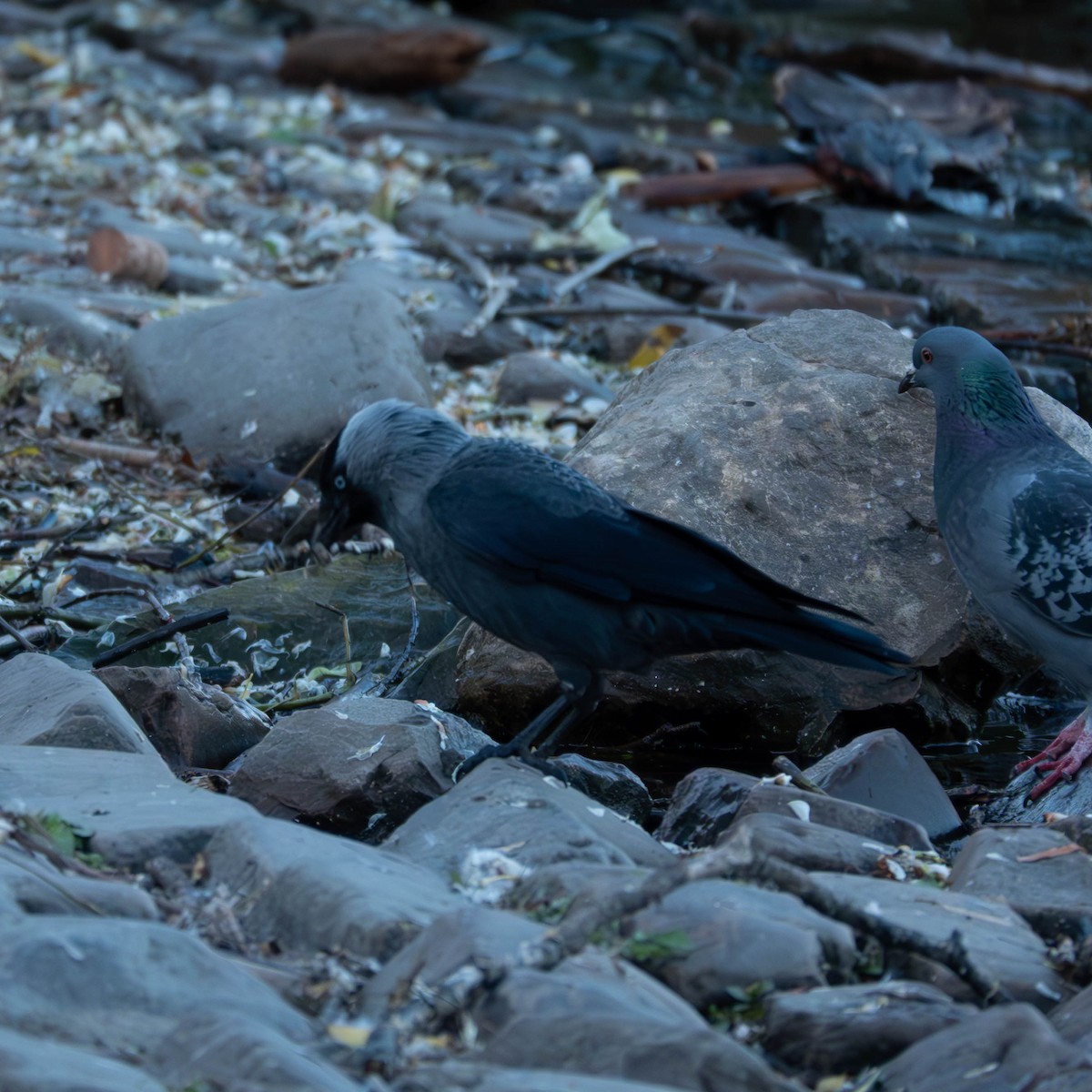 ニシコクマルガラス - ML644519534