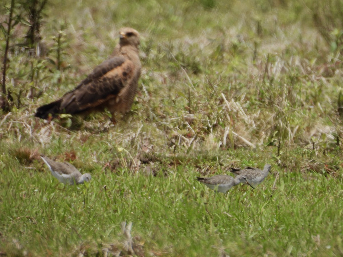 サバンナノスリ - ML644519535
