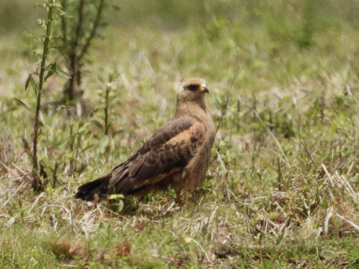 サバンナノスリ - ML644519536