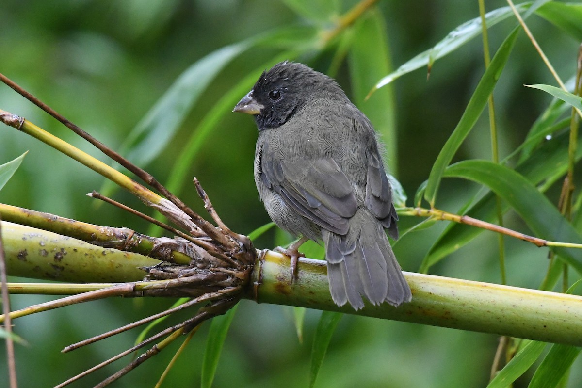 Cici verdinère - ML644519537