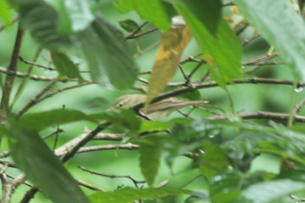 budníček zelený - ML644519573