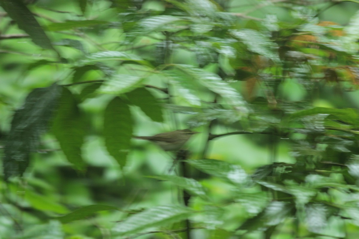 budníček zelený - ML644519574