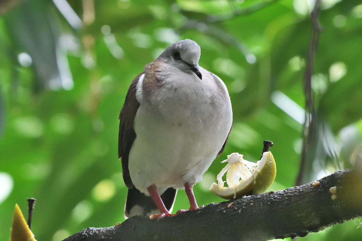 シロハラシャコバト - ML644519576