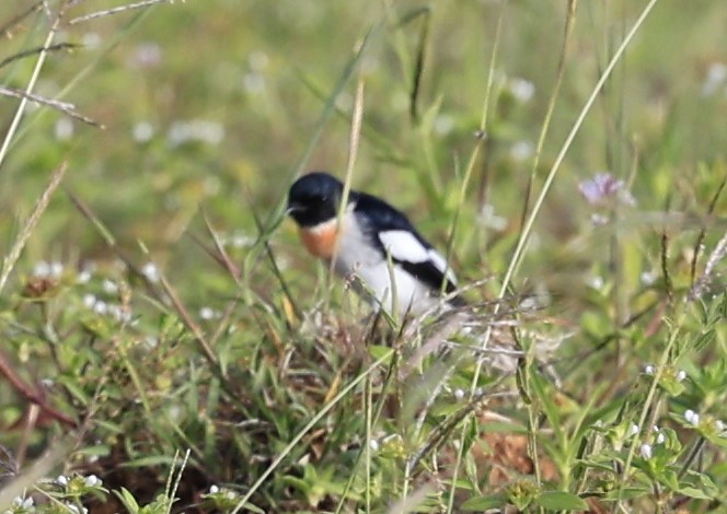 Личинкоїд білокрилий - ML644519577