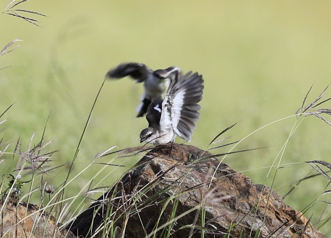 Личинкоїд білокрилий - ML644519578