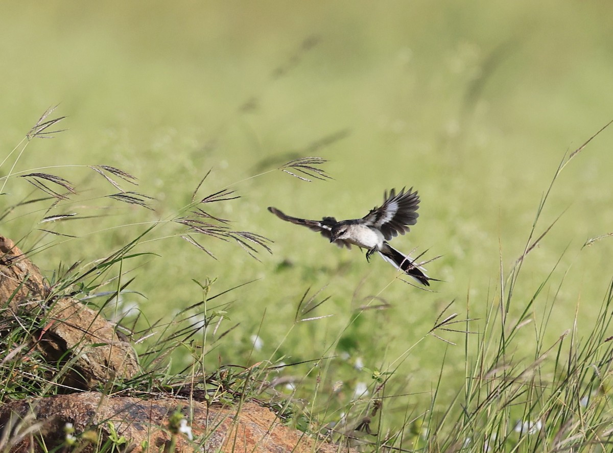 Личинкоїд білокрилий - ML644519579