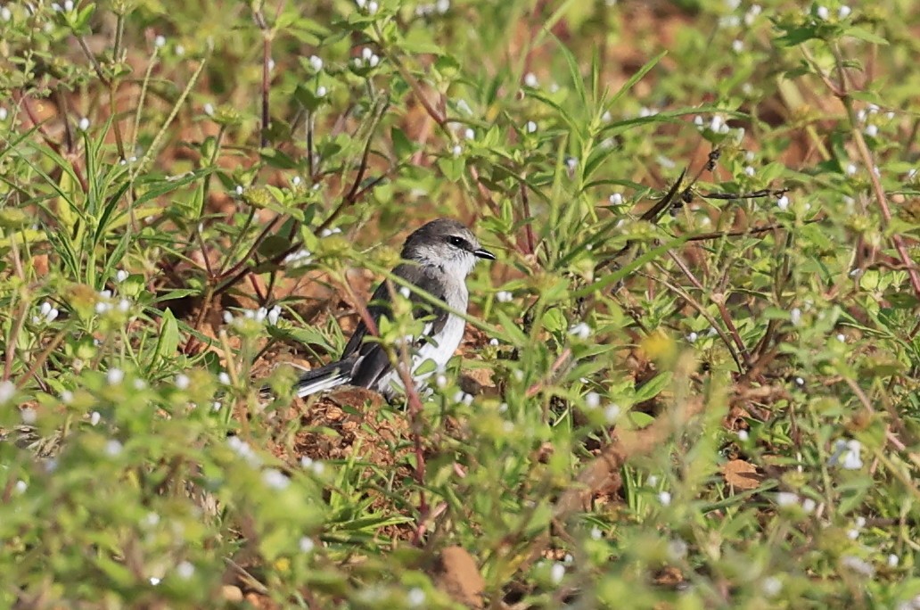 Личинкоїд білокрилий - ML644519580