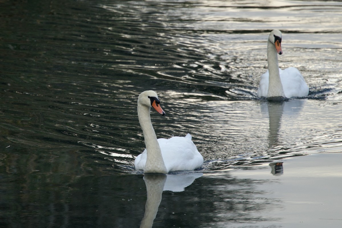 Mute Swan - ML644519590