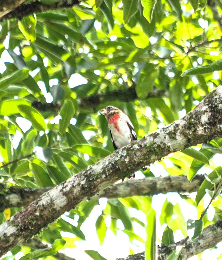 Rose-breasted Grosbeak - ML644519593