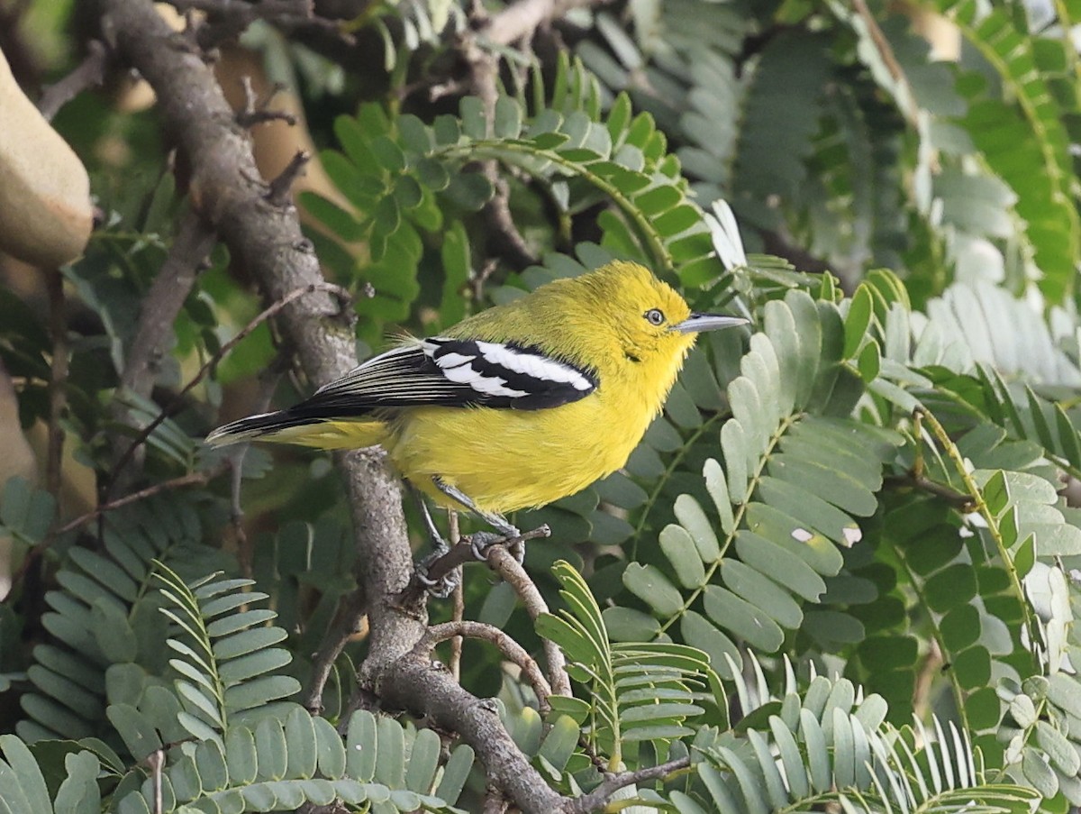 Йора мала - ML644519597