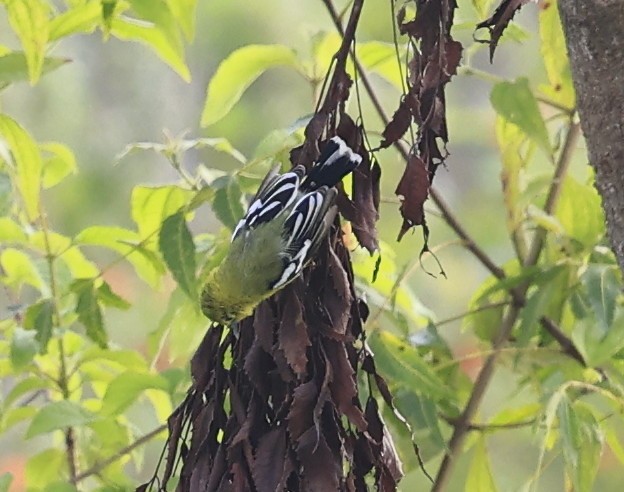 Йора мала - ML644519598