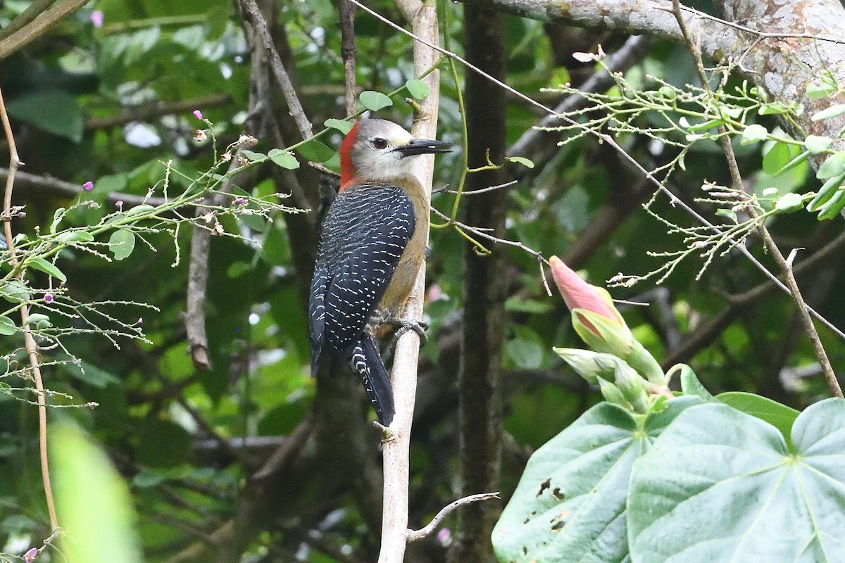 Jamaican Woodpecker - ML644519599