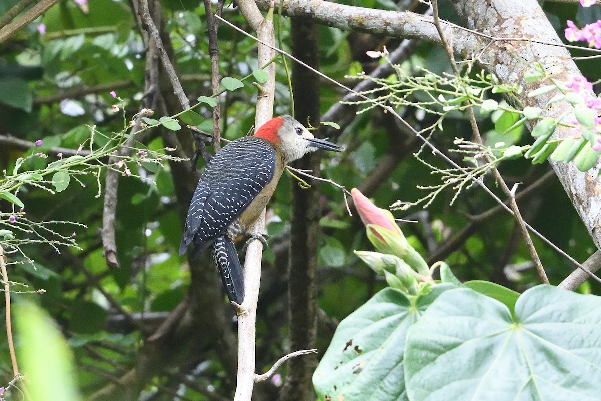 Jamaican Woodpecker - ML644519600