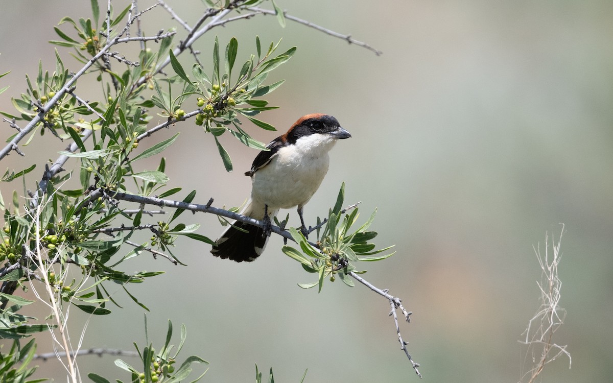 Woodchat Shrike - ML644519601