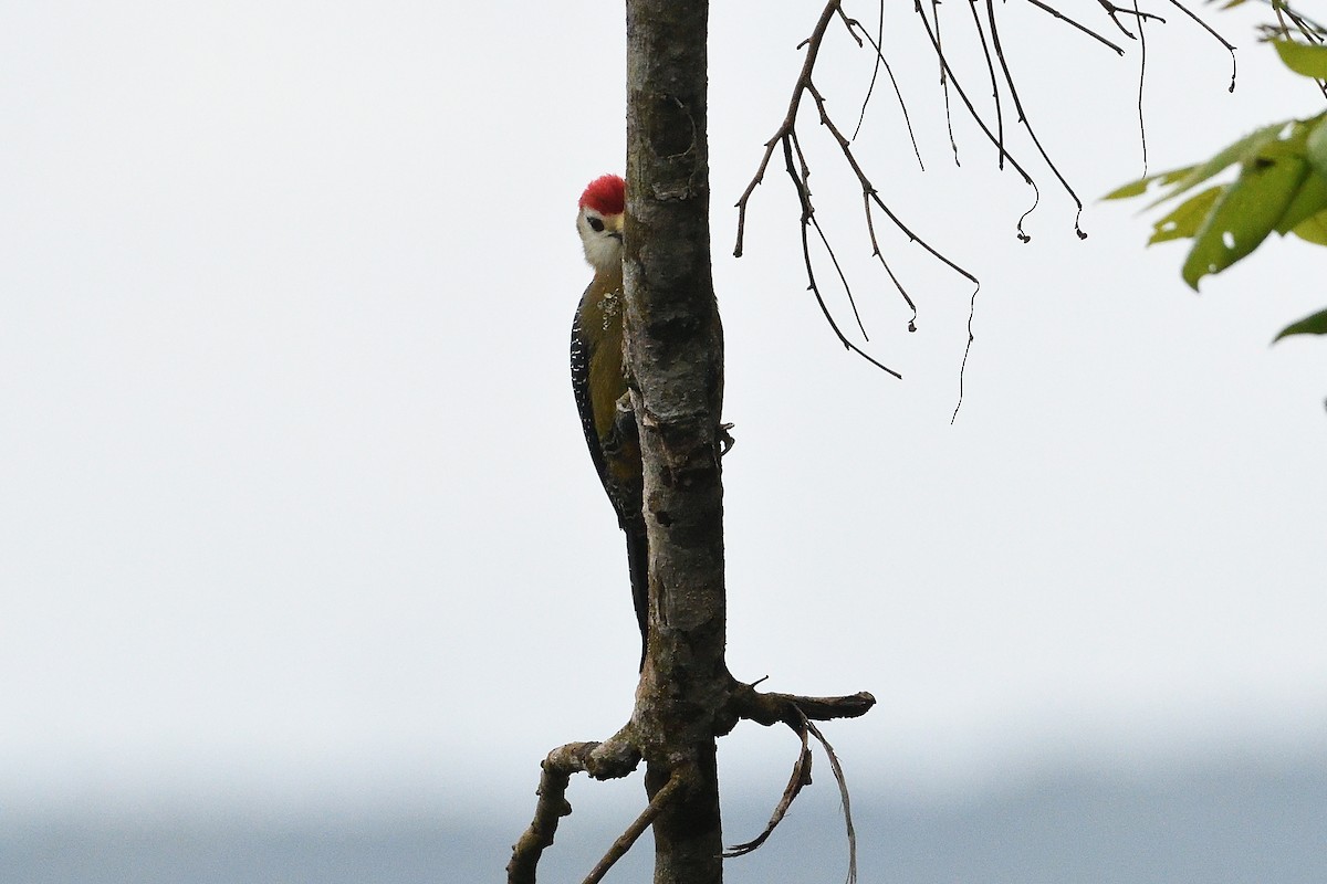 Jamaican Woodpecker - ML644519602