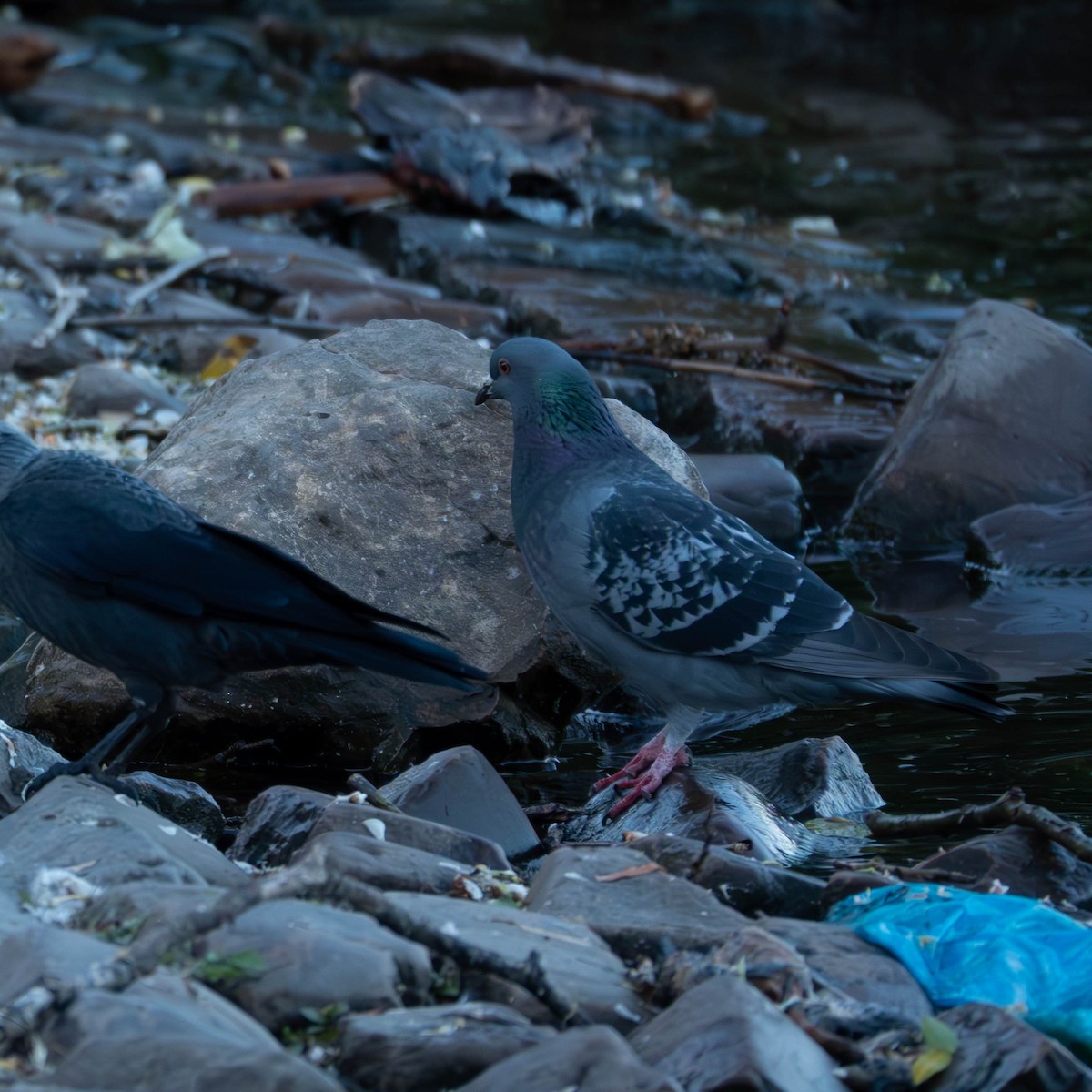 יונת בית - ML644519604