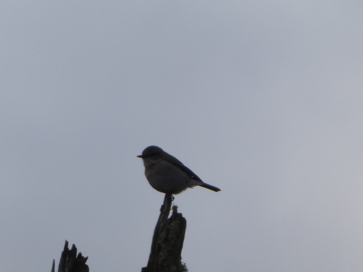 タスマニアヒタキ - ML644519606