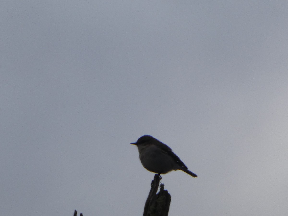 タスマニアヒタキ - ML644519607