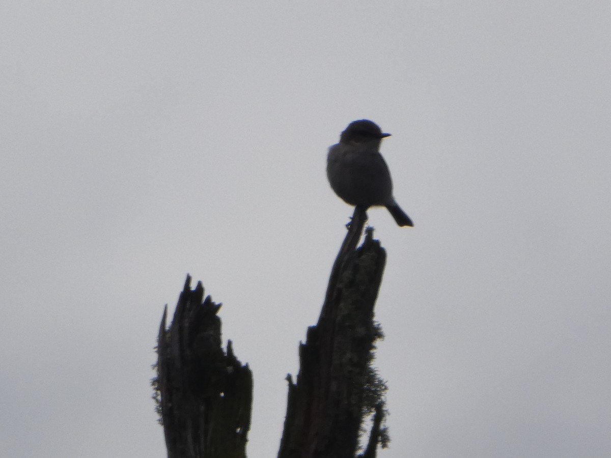 タスマニアヒタキ - ML644519608