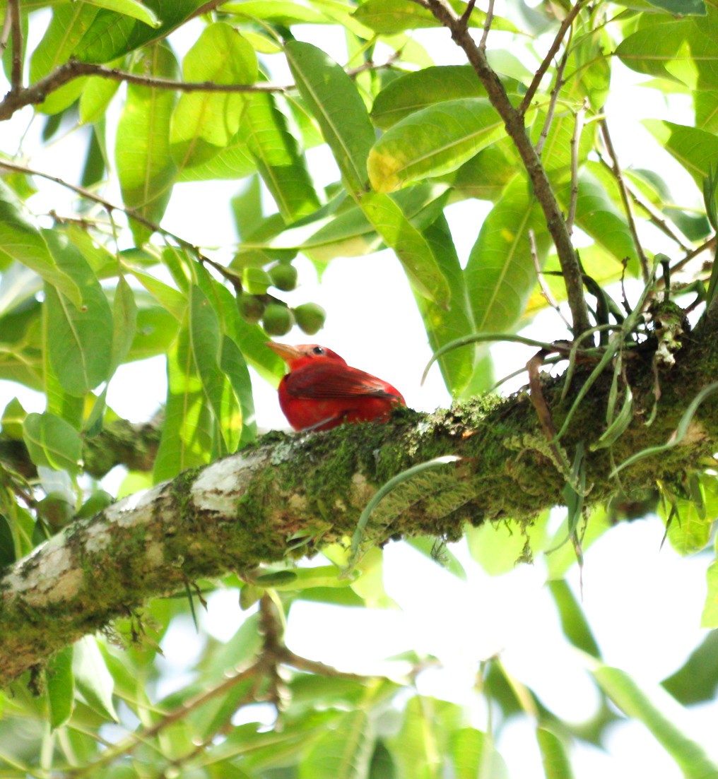Summer Tanager - ML644519609