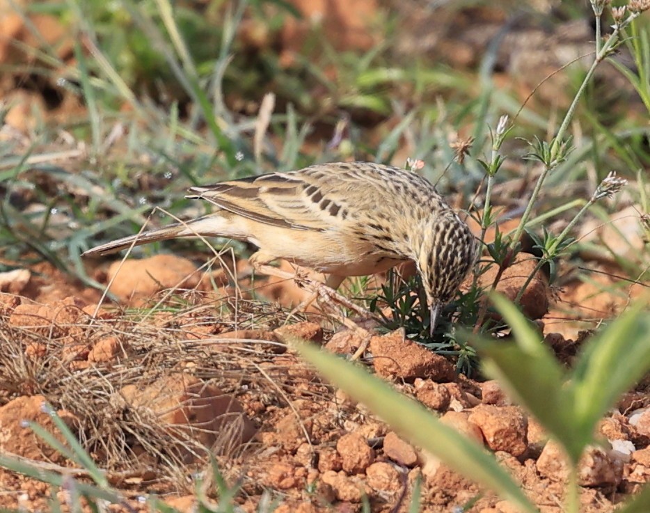 Щеврик забайкальський - ML644519610