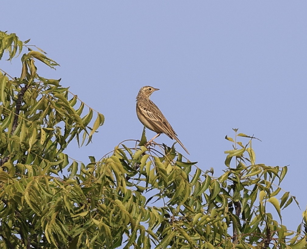 Щеврик забайкальський - ML644519611