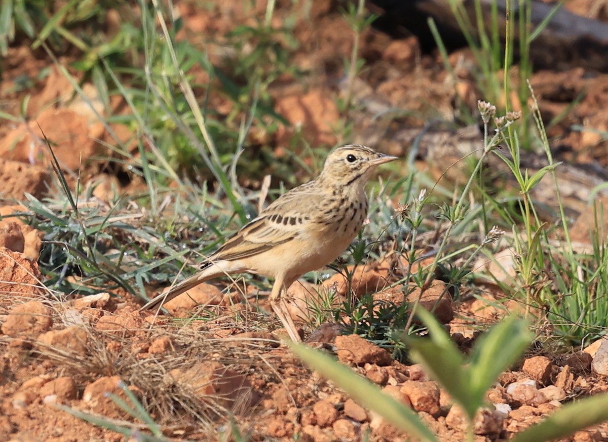 Щеврик забайкальський - ML644519612