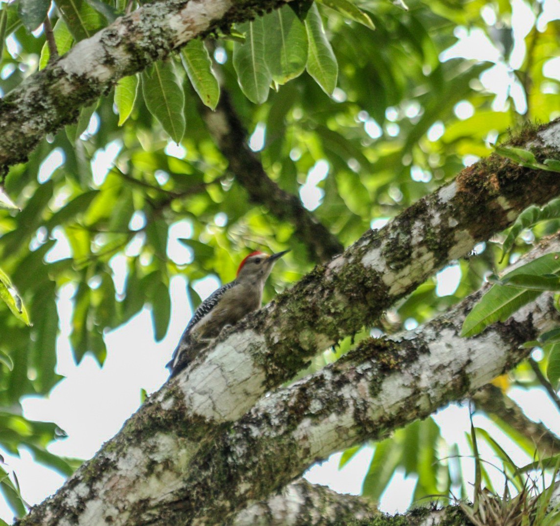 Golden-fronted Woodpecker - ML644519616