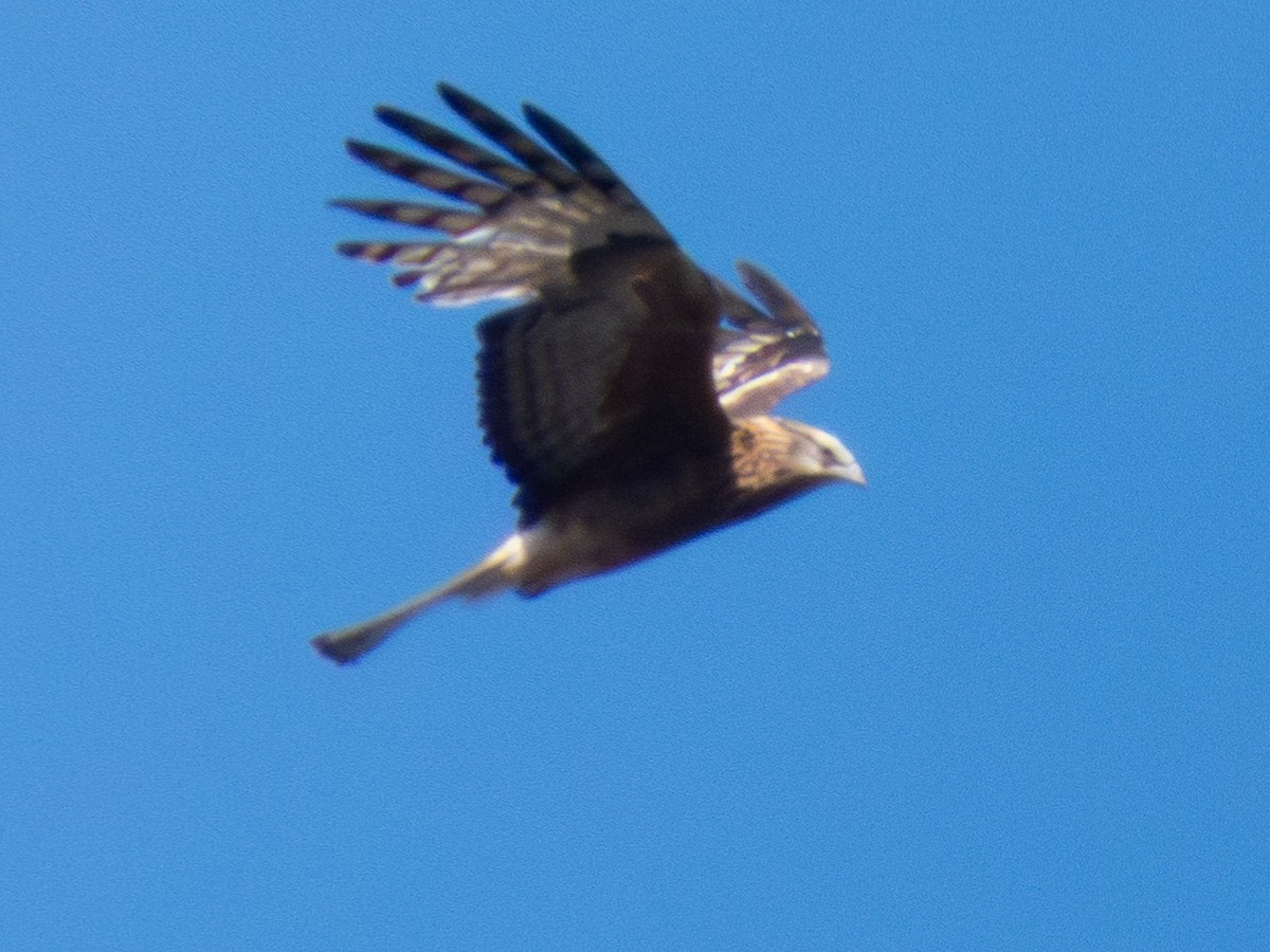 Square-tailed Kite - ML644519622