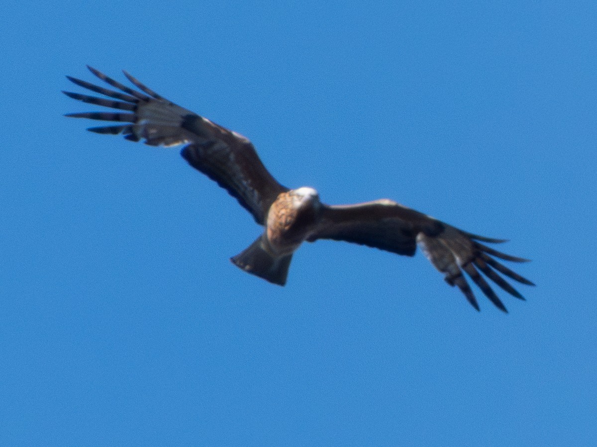 Square-tailed Kite - ML644519624