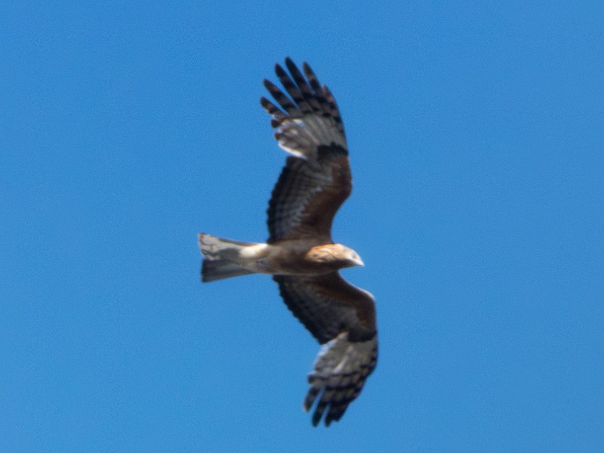 Square-tailed Kite - ML644519625