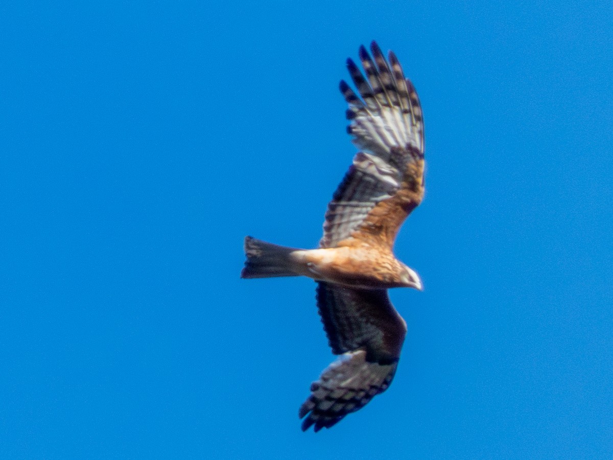 Square-tailed Kite - ML644519626