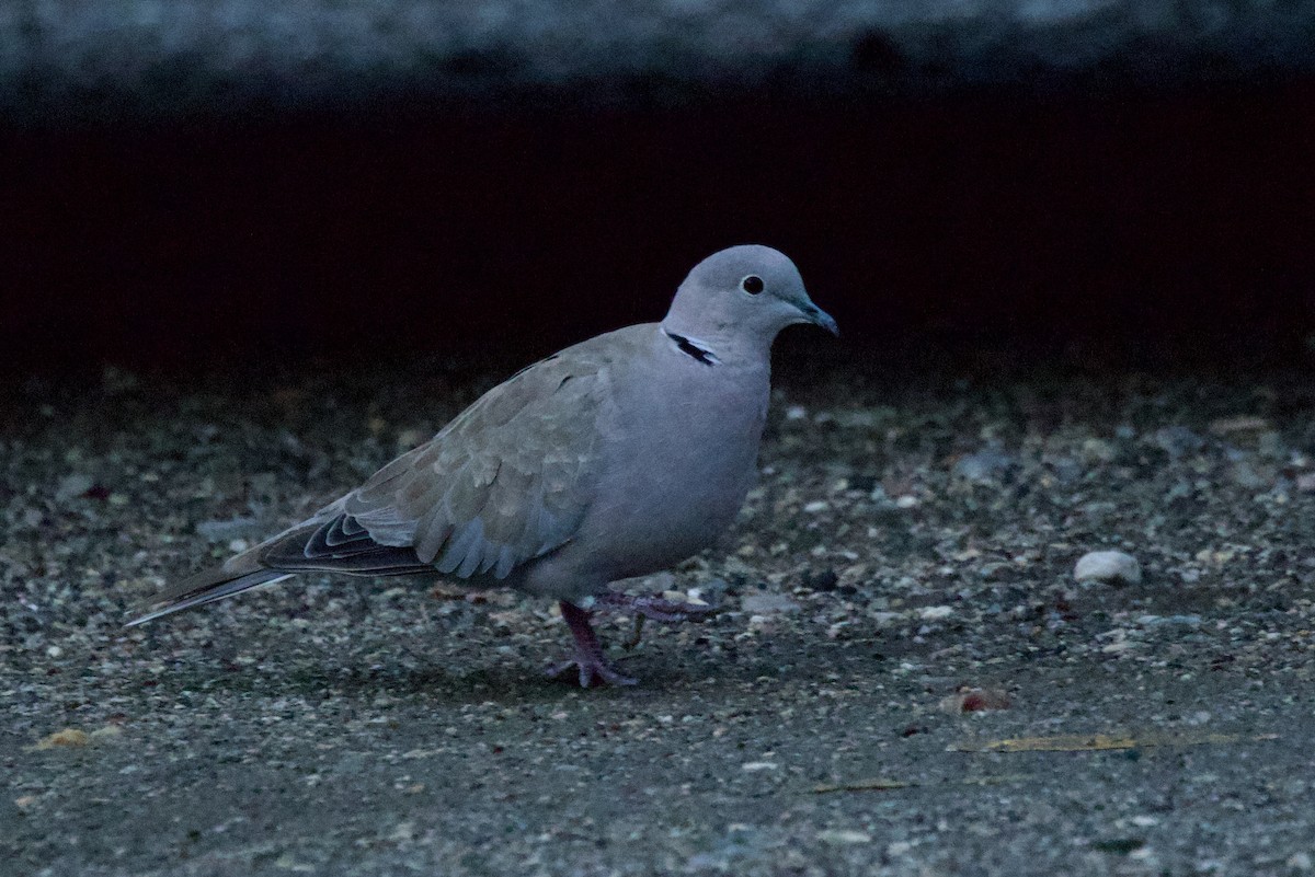 Eurasian Collared-Dove - ML644519630
