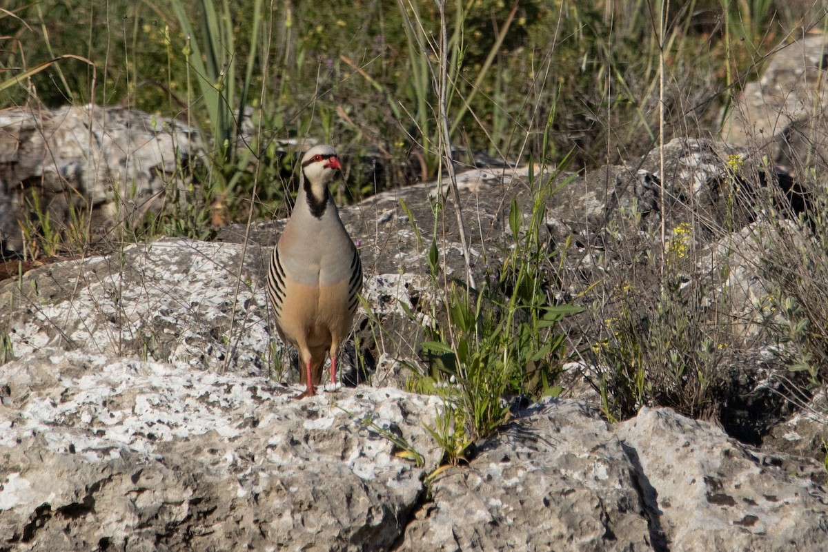 イワシャコ - ML644519632
