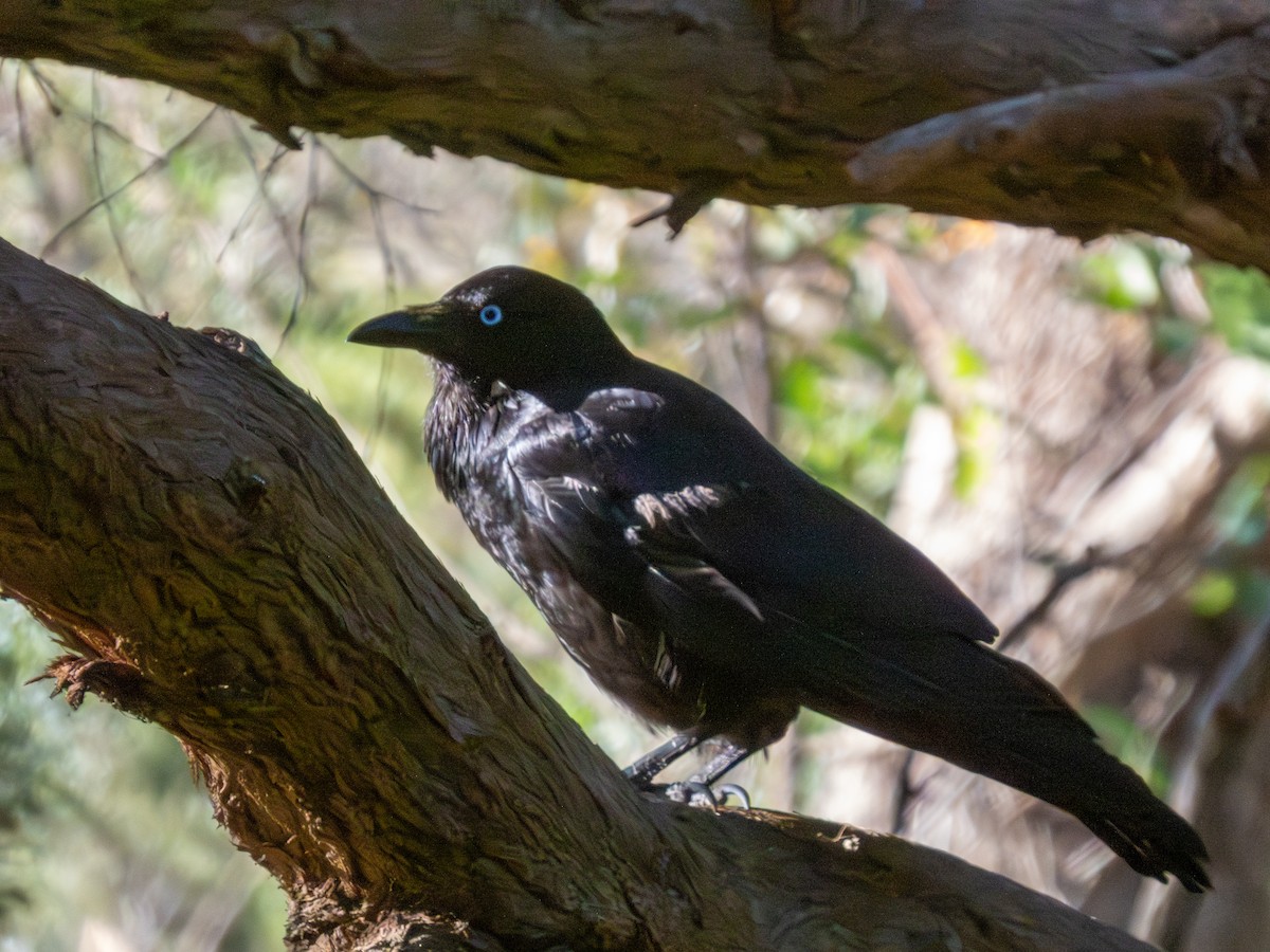 Australian Raven - ML644519638