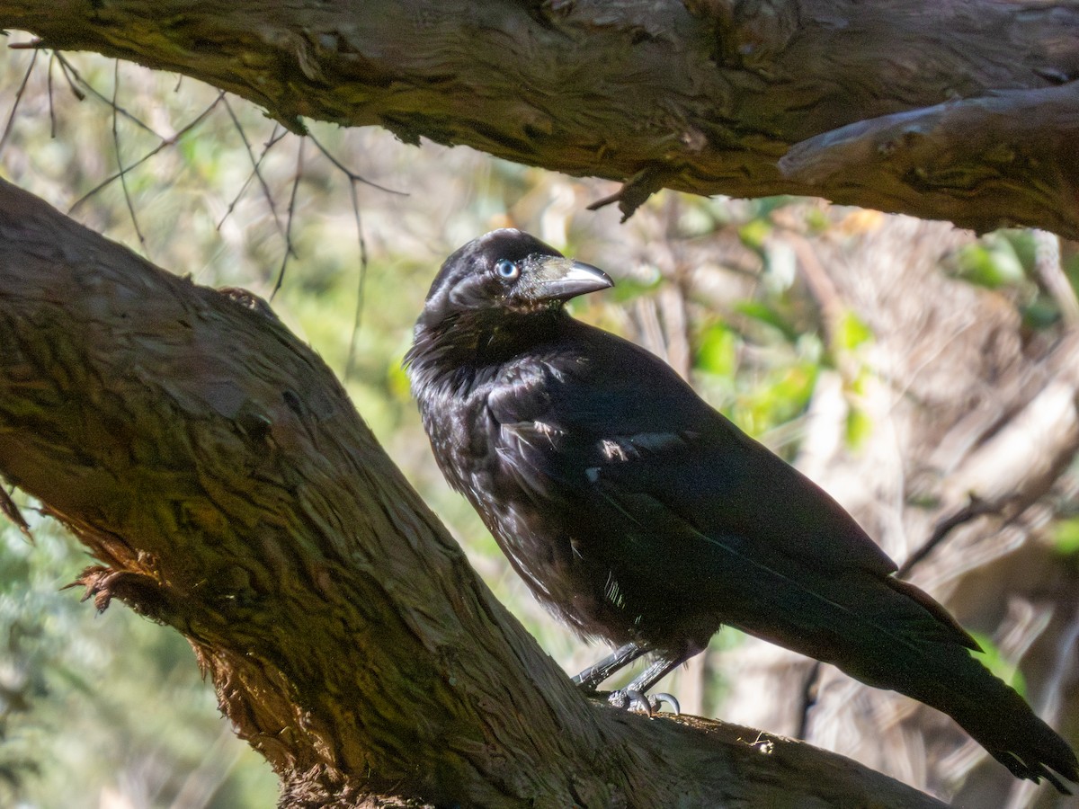 Australian Raven - ML644519639