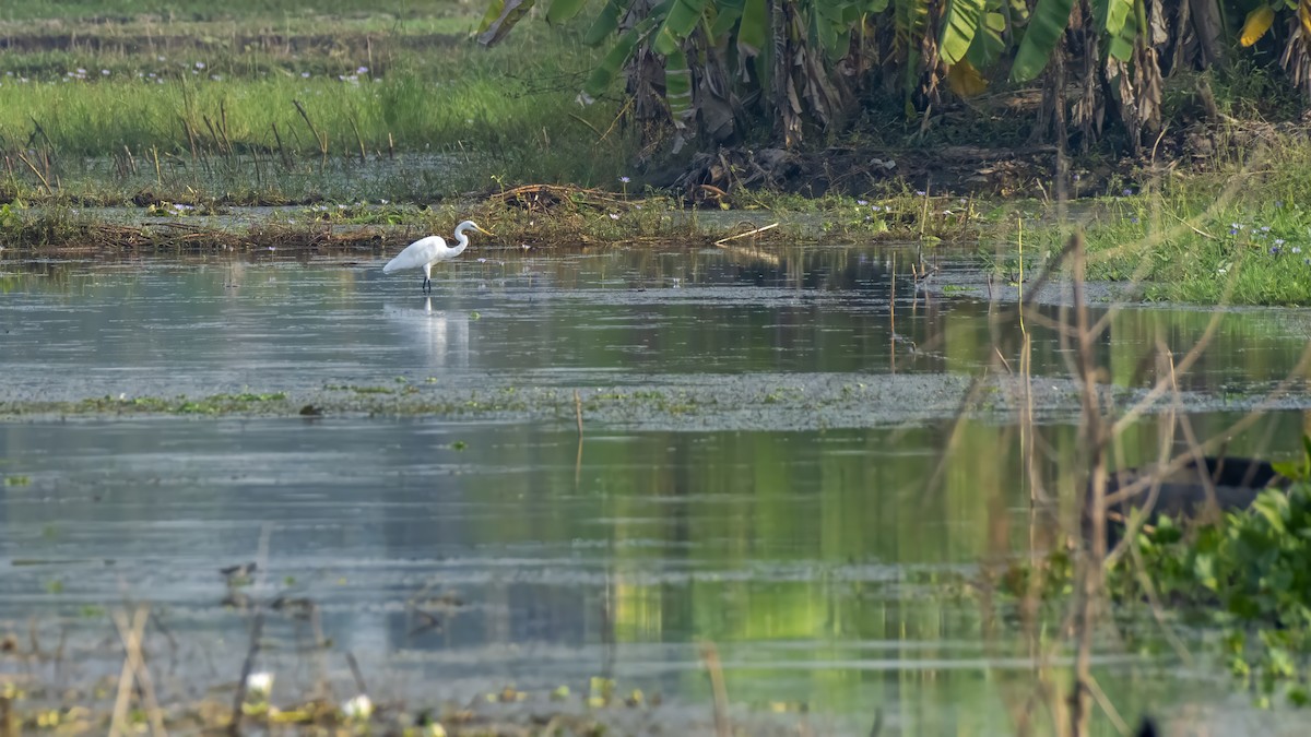 Цасч дэглий - ML644519643