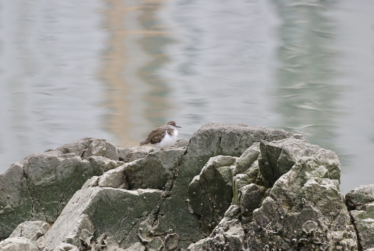 Dere Düdükçünü - ML644519648